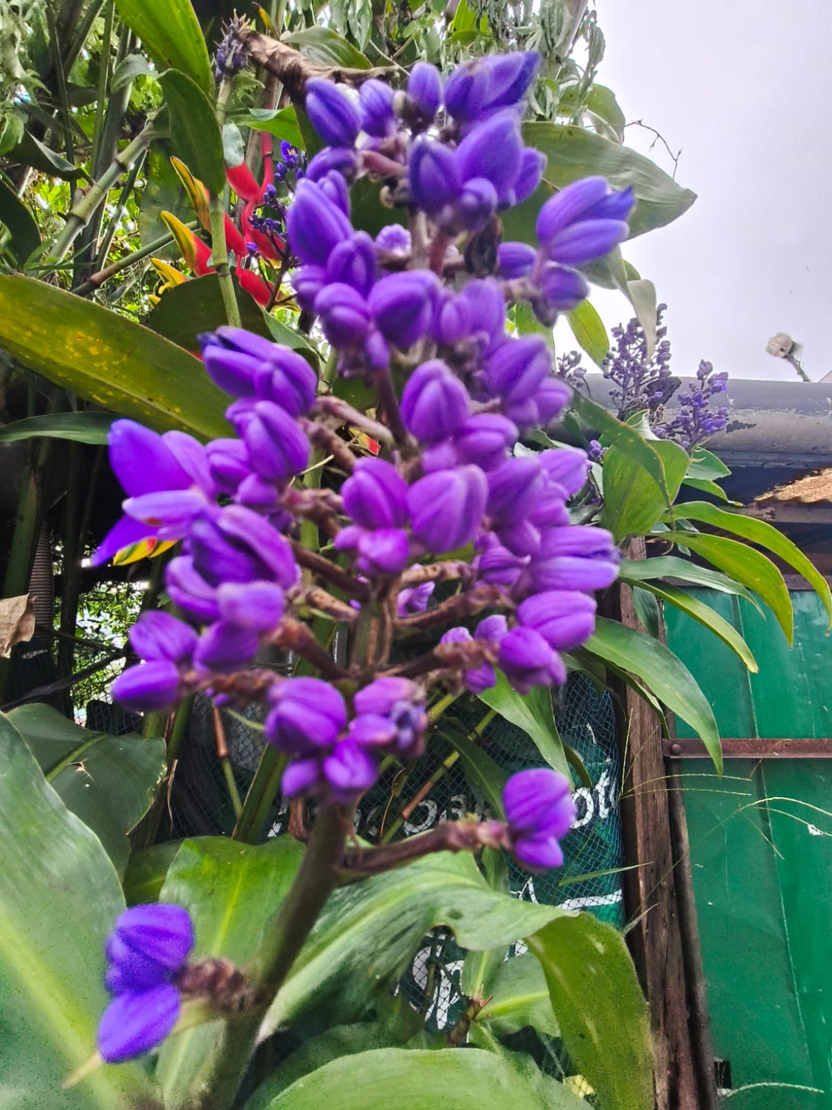 flower 2