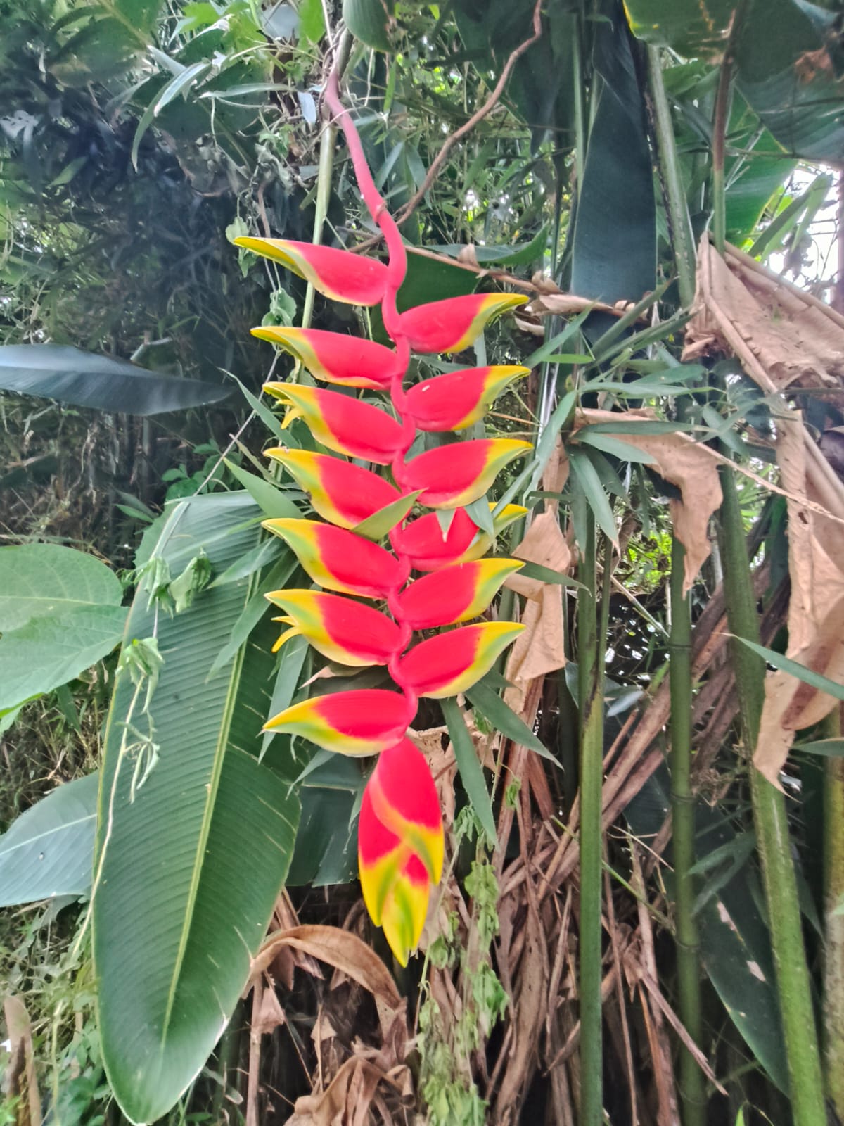 flower 3