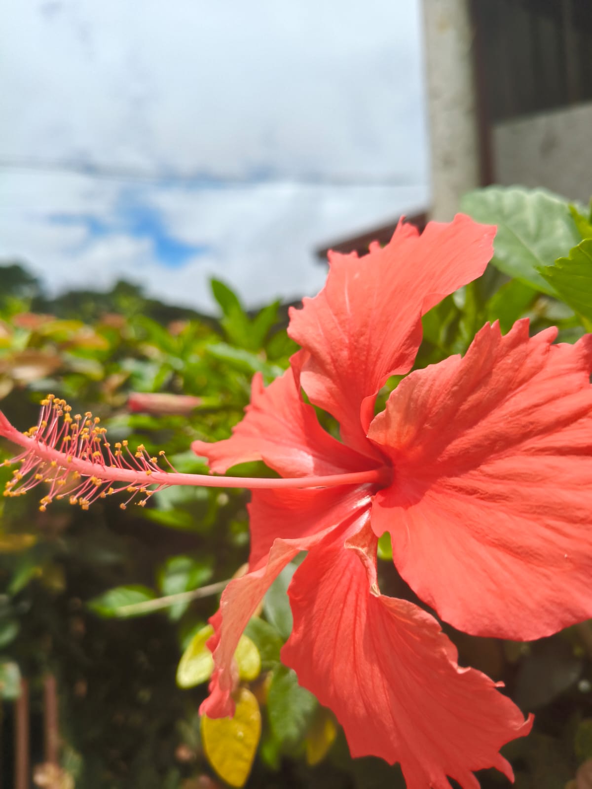 flower 4