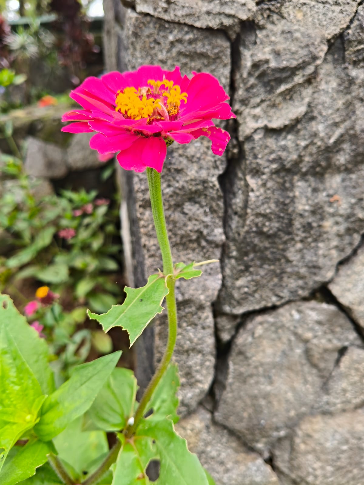 flower 5