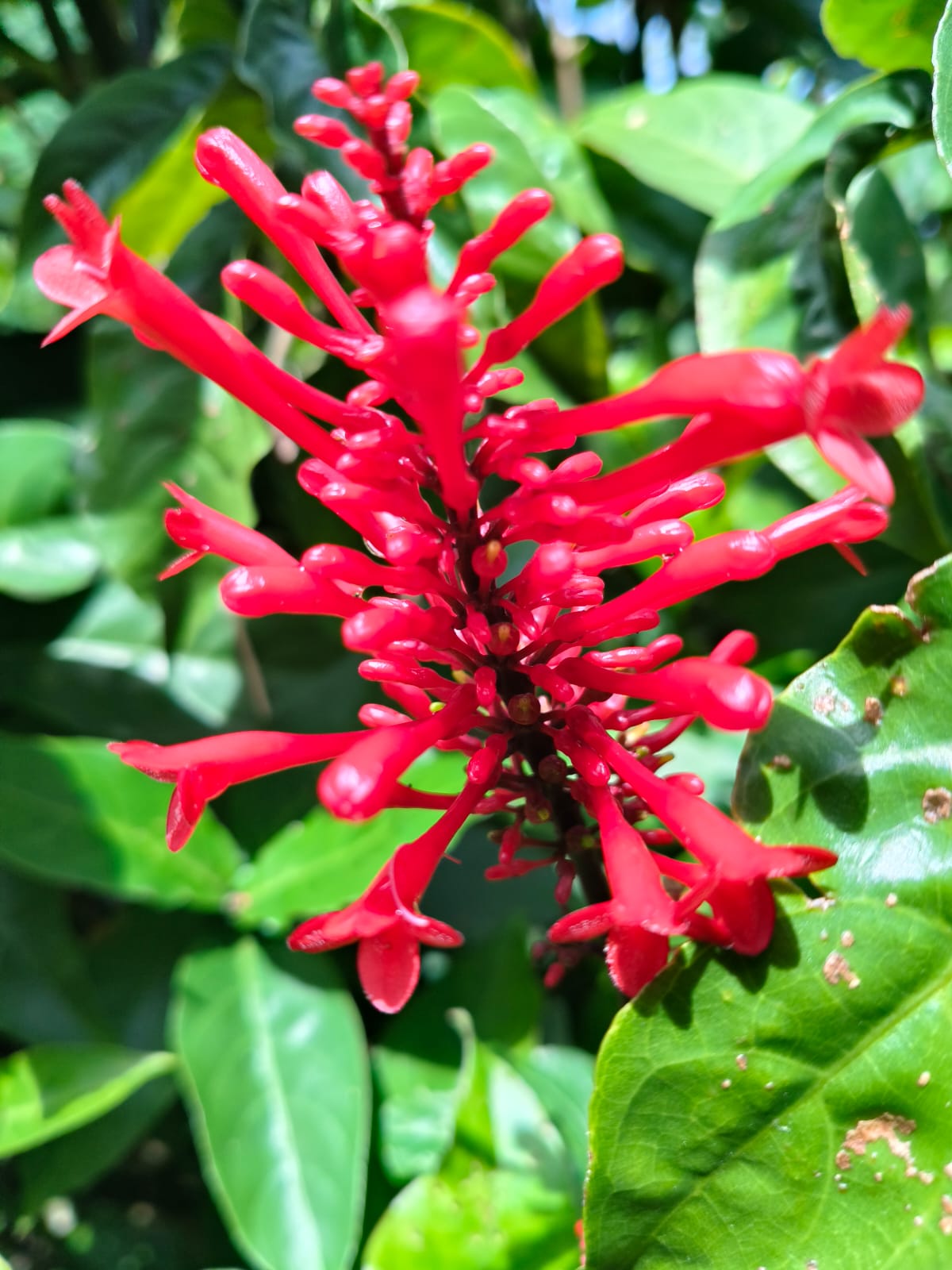 flower 6
